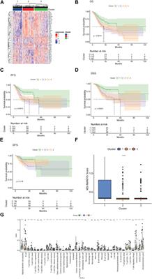 Genomic analysis of matrix metalloproteinases affecting the prognosis and immunogenic profile of gastric cancer